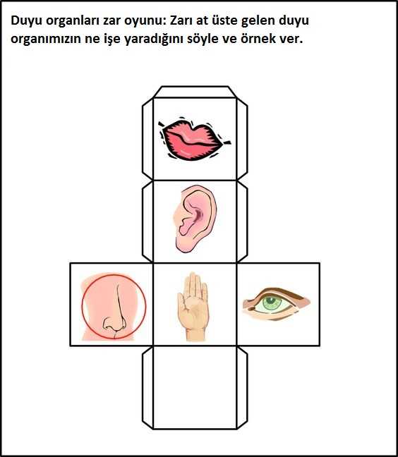 duyu organlari etkinliği (1)