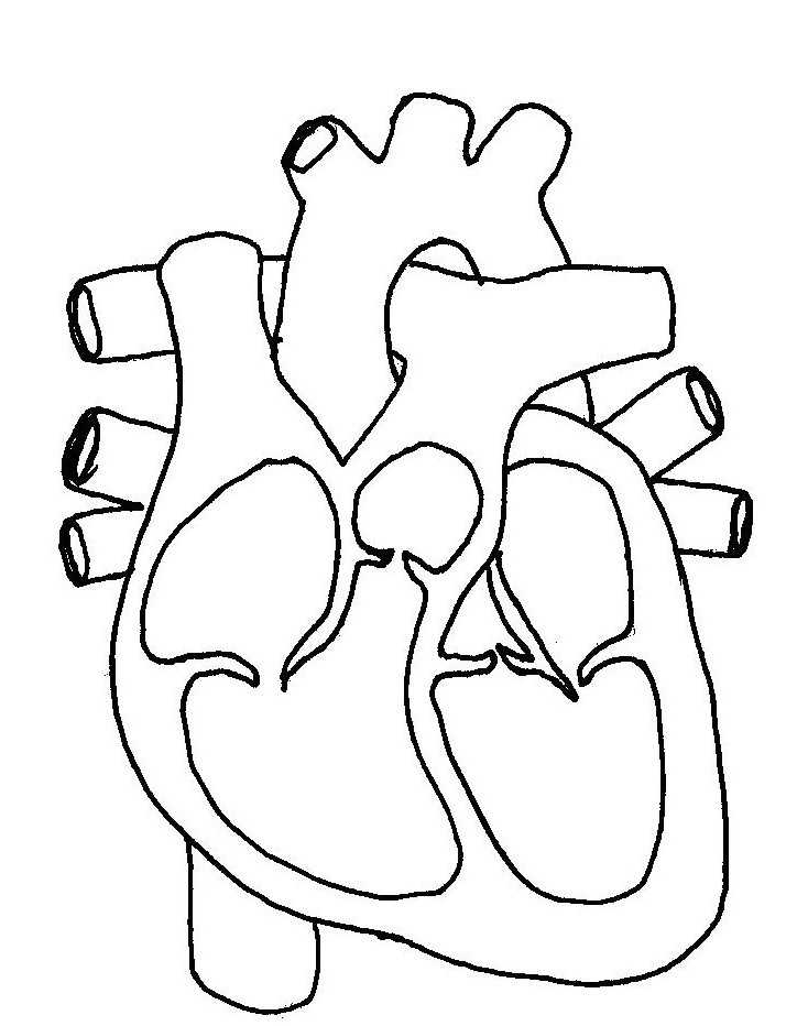 ic organlarimiz boyama sayfasi (2)